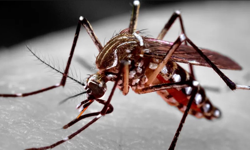 Aumento dos casos de dengue pode impactar cerca de R$ 20 bi na economia nacional