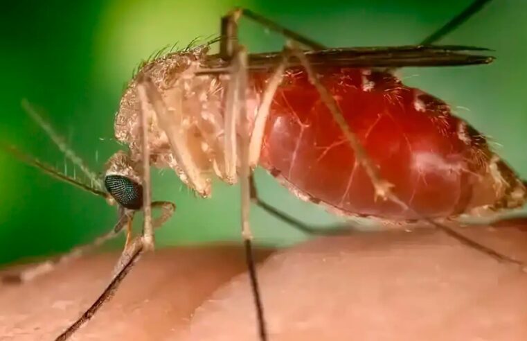 Brasil registra quase 3 mil casos de Oropouche em 2025