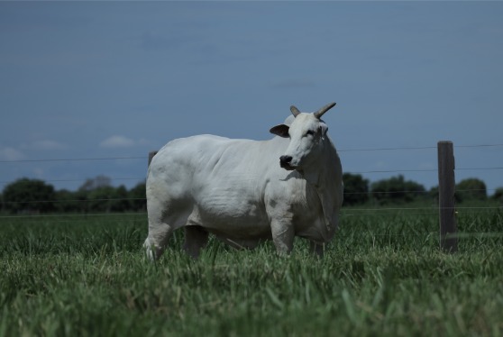 Grupo Monte Sião participa do 9º Leilão da Fazenda Sisan com Jade, vaca premiada que vale R$ 2 milhões