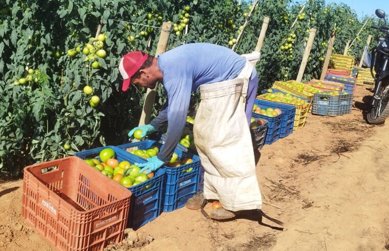 NORTE DE MINAS| Entre potencial e desafios na Cadeia Produtiva Rural