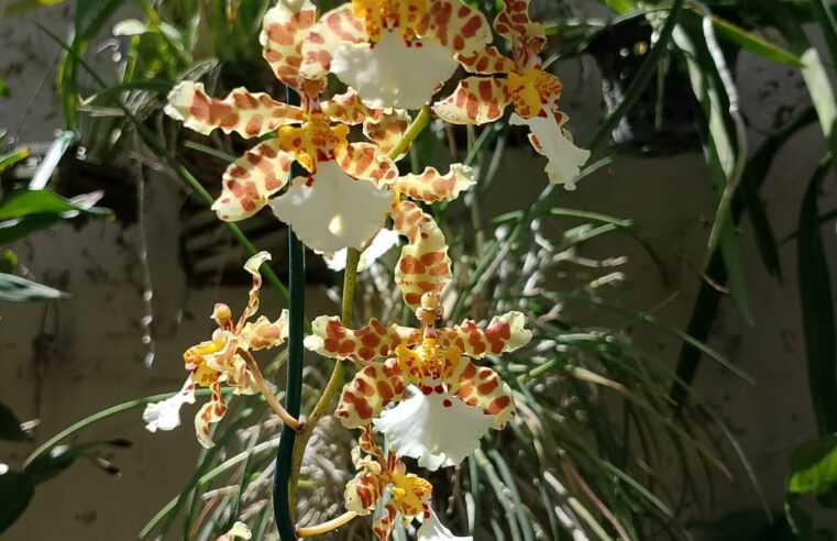 MOC recebe XXIII Exposição Anual de Orquídeas entre os dias 25 e 27 de abril