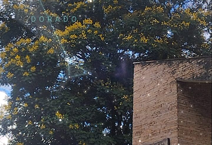 Céu da Semana (de 19/1/26 a 25/1/26)