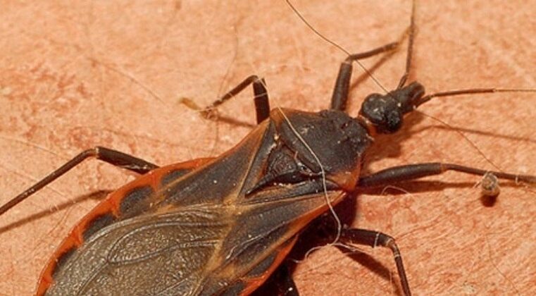 Doença de Chagas: informação é a melhor forma de erradicação