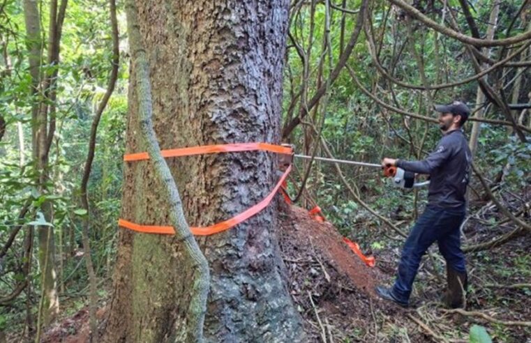 Estudo revela segredo de árvores centenárias