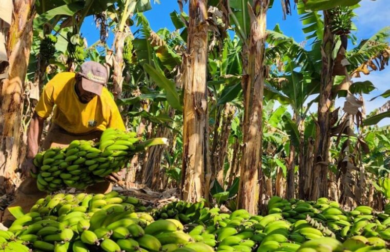 Fruticultura avança em Minas Gerais