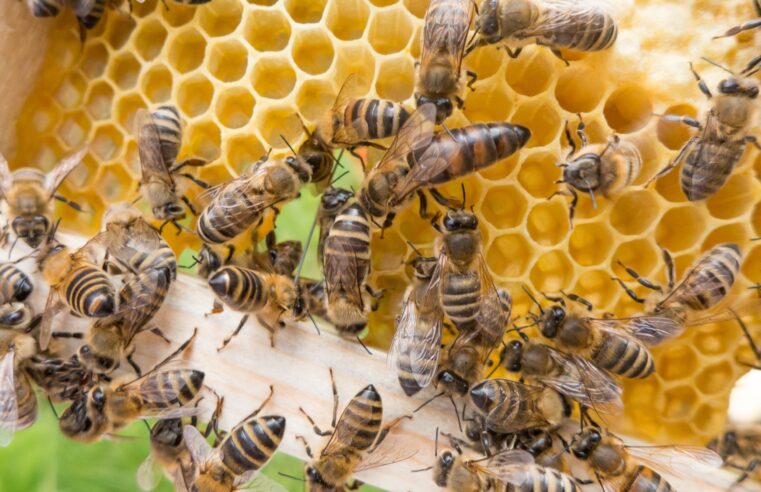 Montes Claros conhece hoje melhoramento genético do mel