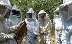 Curso técnico em apicultura será realizado em Bocaiuva