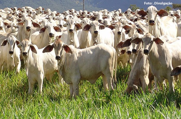 IMA aponta 39,9 mil criadores de gado com 778,3 mil bovinos