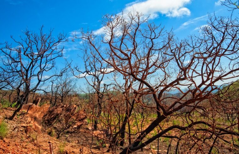 Governo Federal libera R$ 314 milhões para amenizar os efeitos da seca
