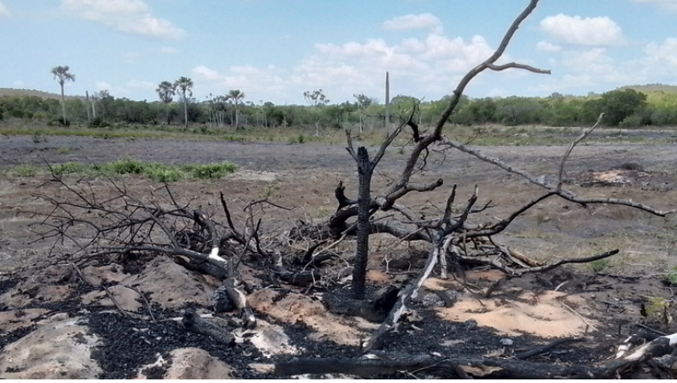 Fiscalização ambiental combate desmatamento ilegal no Norte de Minas