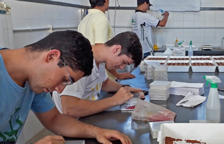 Unimontes oferece 30 vagas para curso técnico em fruticultura, em Janaúba