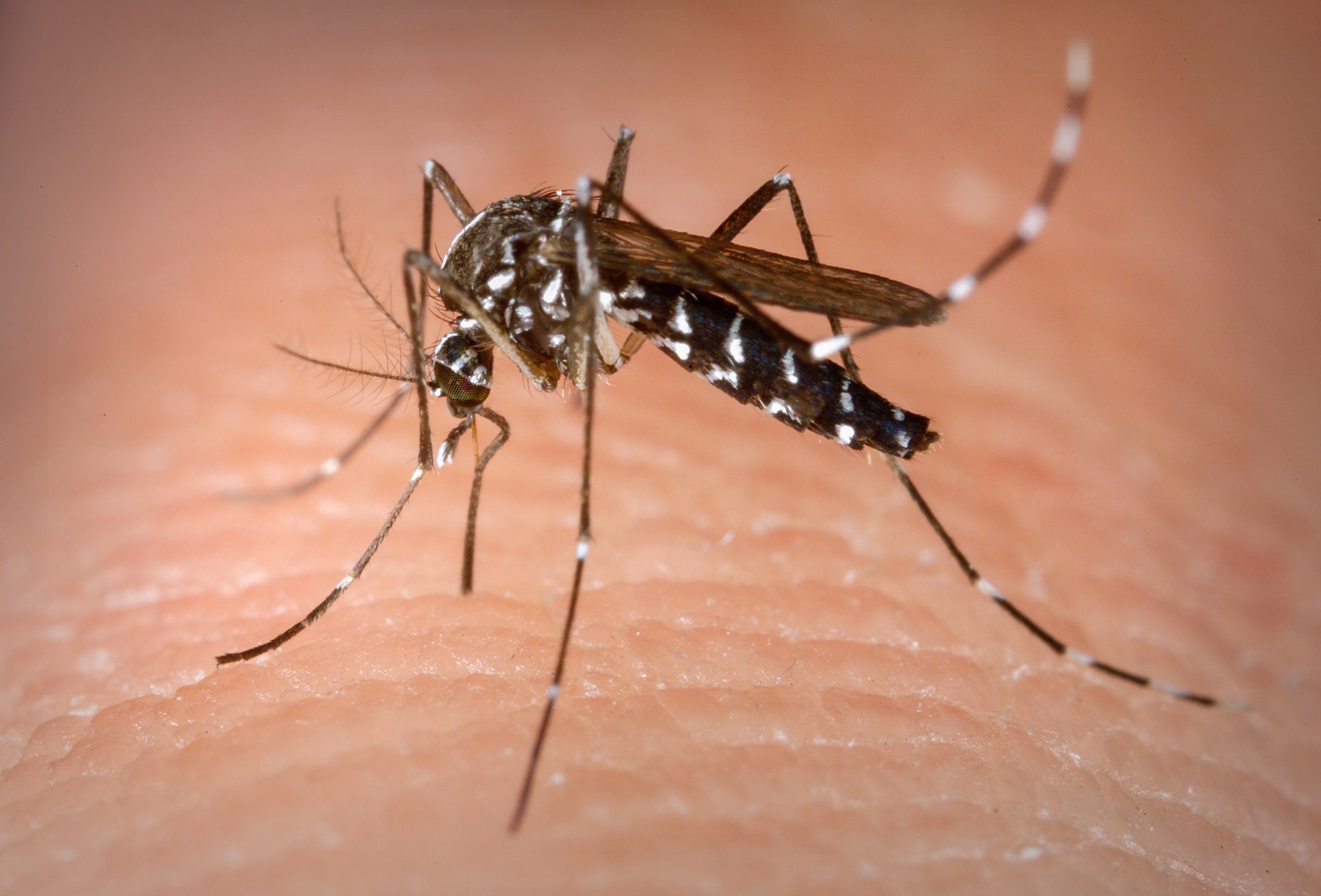 Pirapora chega a 118 casos notificados de dengue neste ano