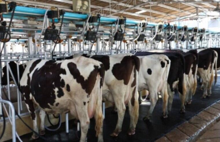 Fazendas são proibidas de ter mais de 725 vacas leiteiras