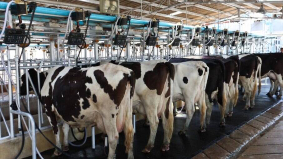Fazendas são proibidas de ter mais de 725 vacas leiteiras