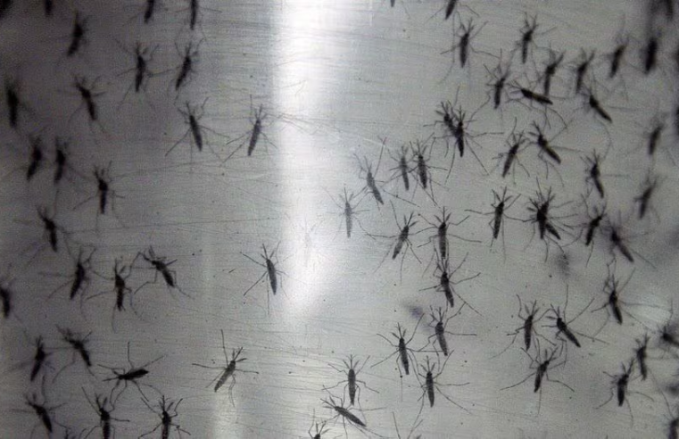 Montes Claros ultrapassa 1 mil casos de dengue
