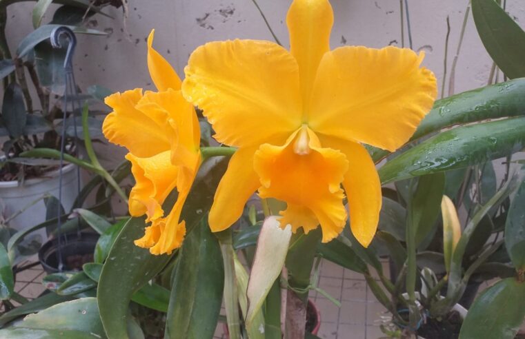 Exposição Anual de Orquídeas movimenta Montes Claros neste final de semana