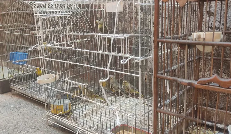 Mais de 100 pássaros mantidos em cativeiro são resgatados em Montes Claros