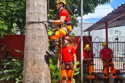 Bombeiros aprimoram técnicas de ascensão em árvores