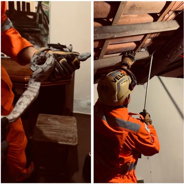 Cobra de um metro é capturada por bombeiros no telhado de casa em Januária