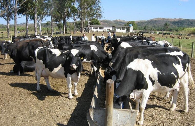Eficiência na produção é caminho para ter rentabilidade na produção de leite