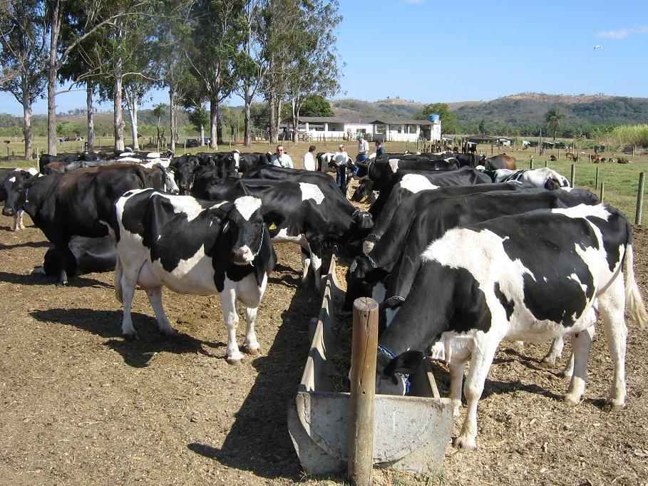 Eficiência na produção é caminho para ter rentabilidade na produção de leite