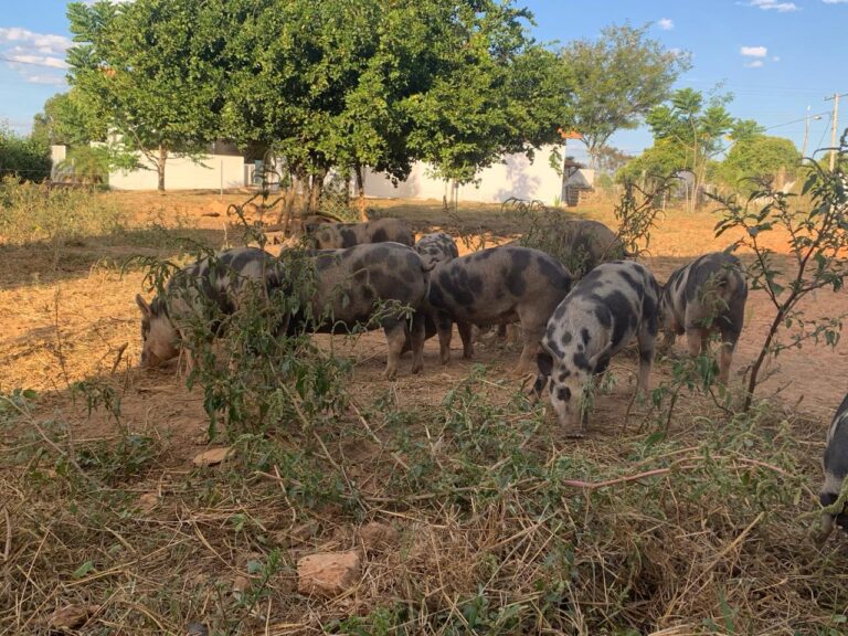 Iniciativa de extensão da UFMG contribui com projetos de lei para proteção do porco piau