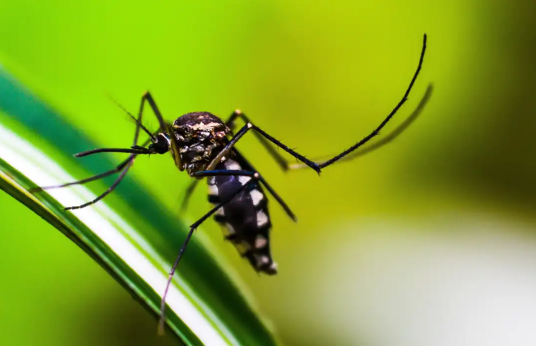 Anvisa vai priorizar registro de dispositivos para diagnóstico da dengue