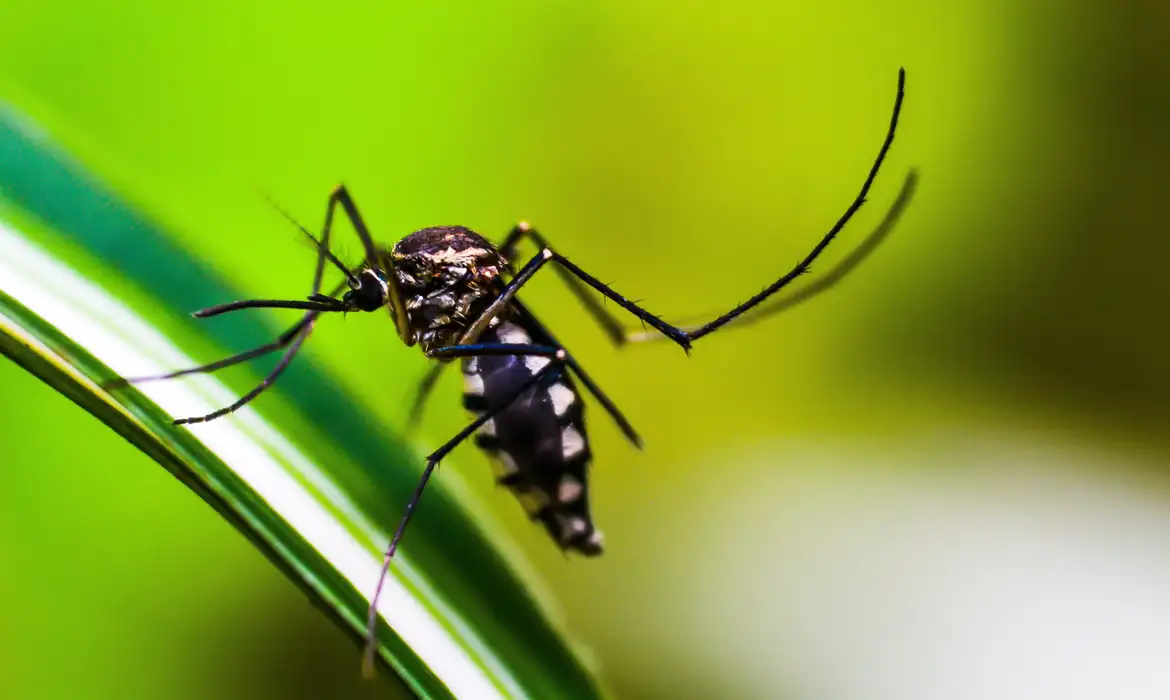Anvisa vai priorizar registro de dispositivos para diagnóstico da dengue