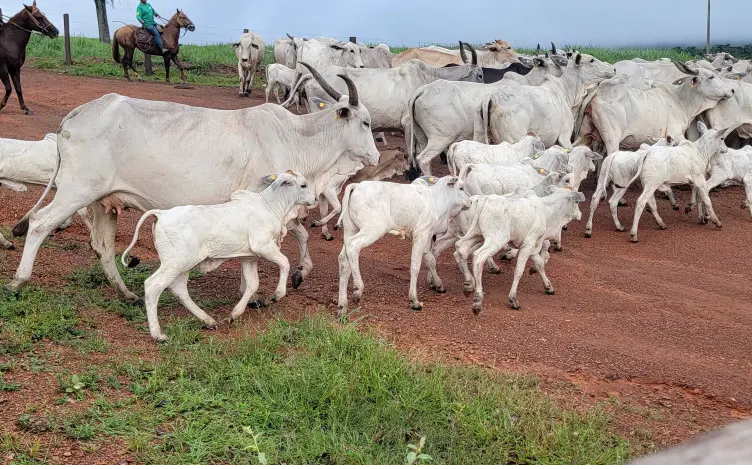 Programa insemina de graça mais de 80 mil vacas de pequenos pecuaristas