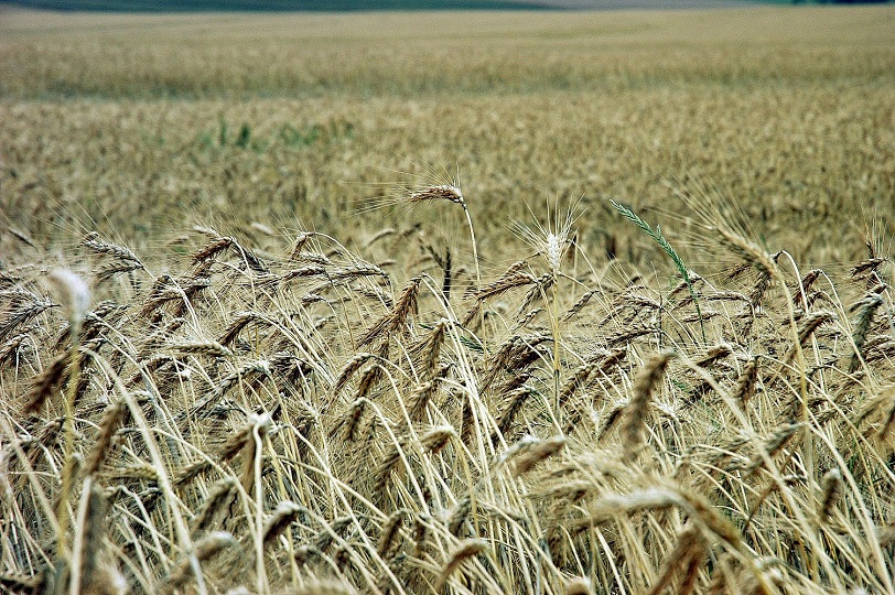 Epamig realiza 3º Encontro Tecnológico de produção de grãos